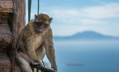 Magot en liberté à Gibraltar, Royaume-Uni