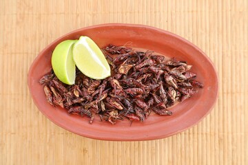 Edible mexican grasshoppers, chapulines,  with lemon slices on traditional clay dish and straw tablecloth