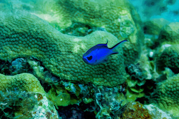 Fototapeta na wymiar Digitally created watercolor painting of Blue Chromis damelfish Chromis cyanea swimming over the coral reef