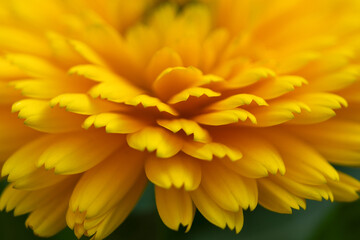 żółty kwiat w trybie makro, wiosna, ogród, kwiaty - obrazy, fototapety, plakaty