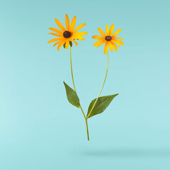 Fototapeta premium Beautiful yellow rudbeckia flower