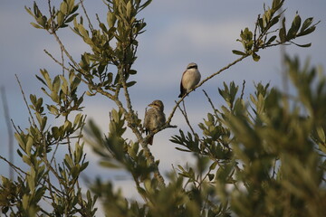 Red backed shrikes on the branch