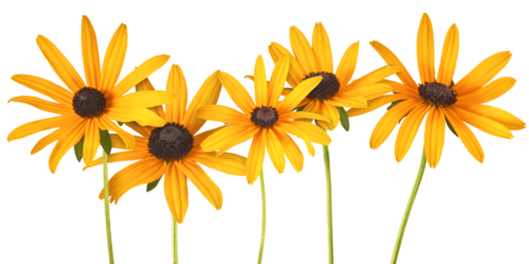 Beautiful yellow rudbeckia flower