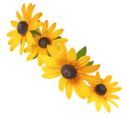 Beautiful yellow rudbeckia flower