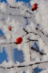 The fruit of the rosehip in the grip of frost