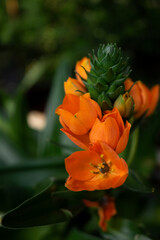 pomarańczowy dzwonek na zielonym tle, kwiat makro, tło
