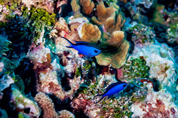 Plakat Digitally created watercolor painting of a pair of Blue Chromis damelfish Chromis cyanea swimming over the coral reef