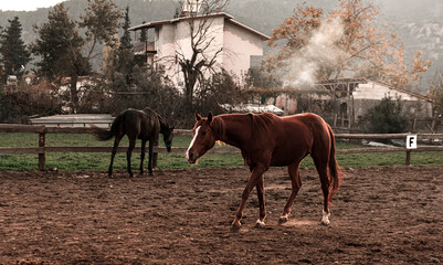 horses black and chestnut brown in horse farm free in manege, fall colors