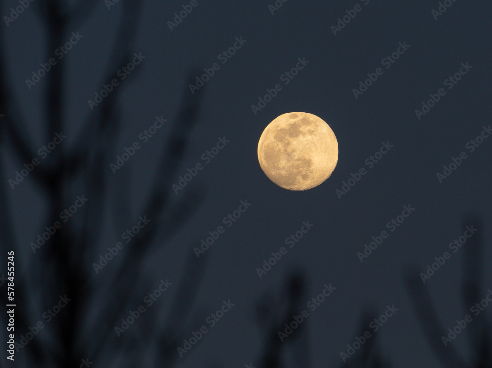 Wall mural full moon at sunset with branches of a tree in the foreground