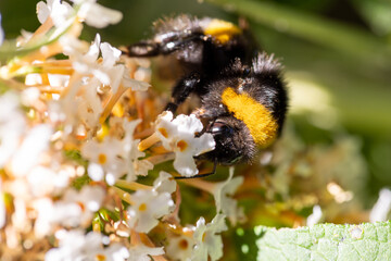 Macro photo of a buff-tailed Bumblebee, pollinating and collecting nectar on a white wild flower. High quality photo