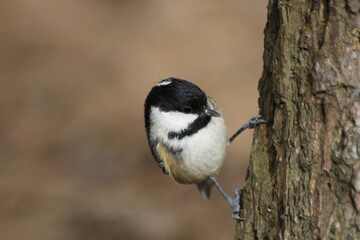 coal tit (Periparus ater) UK forest during early spring