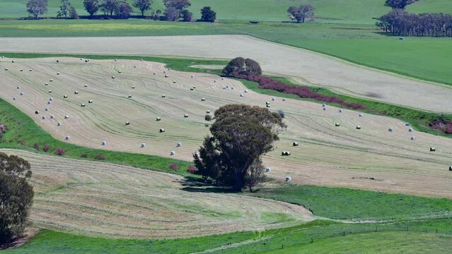 Harvest time on the farm. Time lapse of Harvesting silage and hay in a field. Baling and wrapping hay for live stock feed