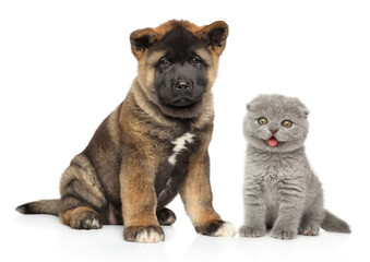American Akita puppy and Scottish fold kitten sit together