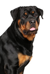 Portrait of a Rottweiler dog on a white background