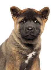 Portrait of an American Akita puppy