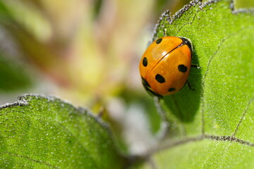 Makrofoto von einem orangen Marienkäfer auf grünem Blatt