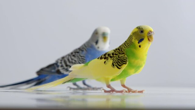 blue and yellow wavy parakeets singing one after another. The blue budgie is in the background while the yellow one is in the foreground. High quality 4k footage