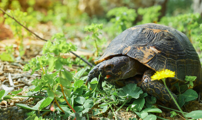 Obraz premium Turtle eats grass on the lawn, next to blooming dandelion, spring on the Aegean coast, wild animals in the ecosystem of cities