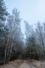 Forest after a heavy snowfall. Winter ponamramny landscape. Morning in the winter forest with freshly fallen snow. High quality photo