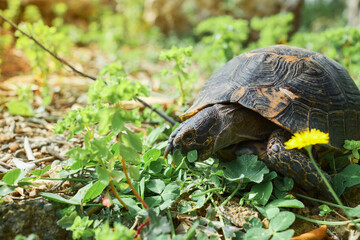 Wild animals in the natural environment, Turtle eats grass on the lawn, next to a flowering dandelion, spring on the Aegean coast