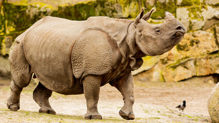 Naklejka premium Nashorn