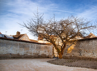 arbre sous les rayons du soleil
