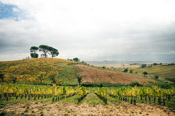 VILLAFRANCA DEL BIERZO, SPAIN -oct 2022 View of vineyards in the Spanish countryside