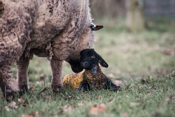 British Spring Lamb Being Born, with Mother Ewe Cuddling, Licking and Cleaning it. Newborn