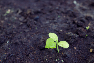 small cucumber sprout plant growing.Green fresh seedlings sprouts grow in soil , home gardening, spring season.agriculture concept. copy space