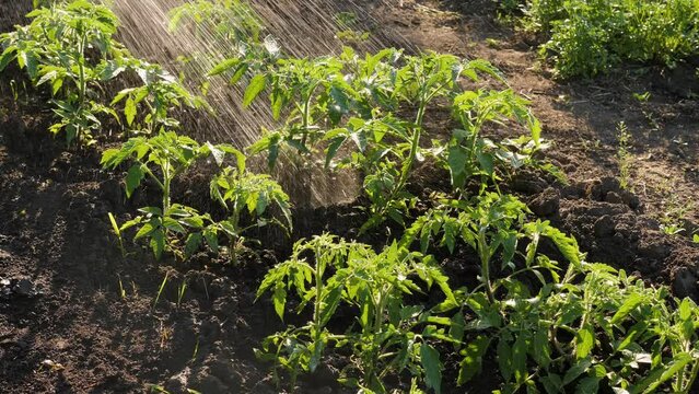 Agriculture water farming. Cultivated plant field watering plant tomato seedlings bush. Field vegetable garden watering crops spraying plants garden irrigation farm tomato garden growing tomato sprout
