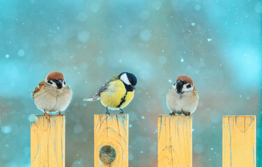 three cute birds sparrows and tit sit on a yellow wooden fence in the winter village garden