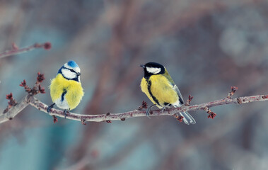 two cute birds azure and tit sit on a branch in a winter village garden opposite each other a friend