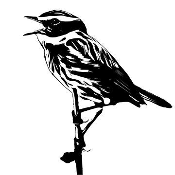 Silhouette of a bird singing from a branch. The whinchat, Saxicola rubetra.