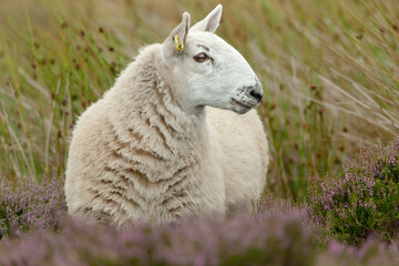 Fototapeta premium An alert Cheviot Ewe in the Yorkshire Dales, UK. Facing right and stood in natural grousemoor habitat with purple heather and reeds. Horizontal. Space for copy.