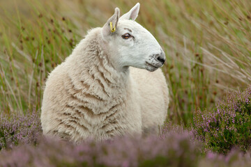 An alert Cheviot Ewe in the Yorkshire Dales, UK.  Facing right and stood in natural grousemoor habitat with purple heather and reeds.  Horizontal. Space for copy.