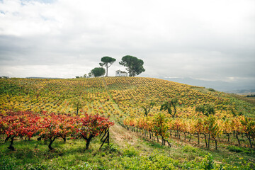 Fototapeta na wymiar VILLAFRANCA DEL BIERZO, SPAIN -oct 2022 View of vineyards in the Spanish countryside