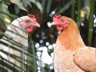 gallinas del campo