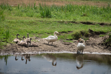 Swan with chicks near the river.