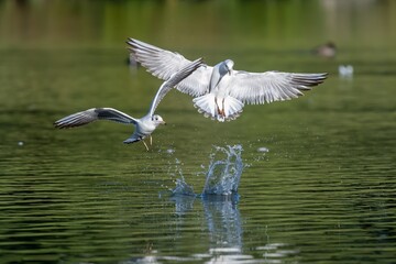 Black headed gull /Chroicocephalus ridibundus