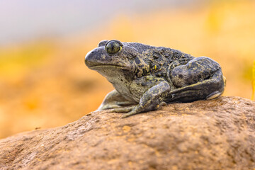 Eastern spadefoot toad in natural habitat
