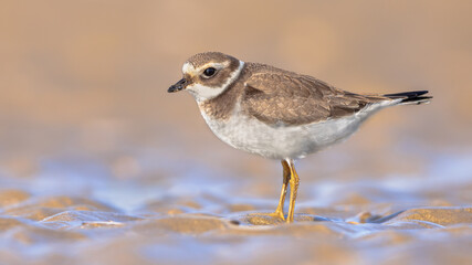 Juvenile Ringed Plover on a beach during migration