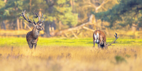 Male red deer posing in natural habitat on Veluwe