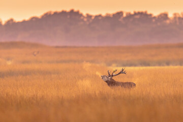 Male red deer belling at sunset  in natural habitat on Veluwe