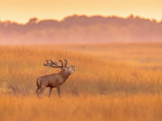 Male red deer belling at sunset  in natural habitat on Veluwe
