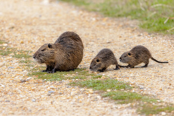Nutria aquatic rodent with young