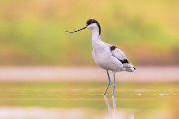 Pied avocet foraging in shallow water