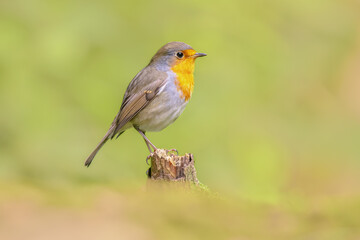Red Robin bird in ecological garden