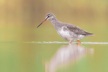 Spotted redshank foraging in shallow water