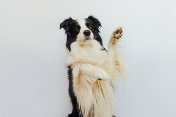 Funny emotional dog. Cute puppy dog border collie with funny face waving paw isolated on white background. Cute pet dog, cute pose. Dog raise paw up. Pet animal life concept. - obrazy, fototapety, plakaty