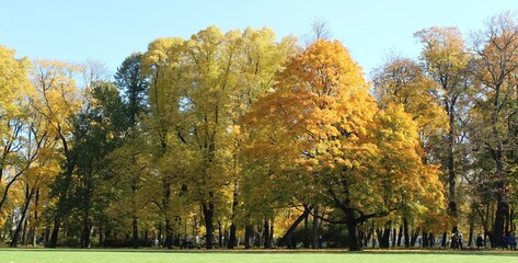 Panorama of colorful trees in a park in autumn, a lively landscape with the sun shining through the foliage
